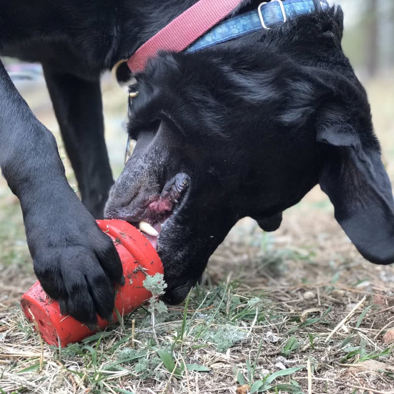 Coffee Cup - Chew Toy