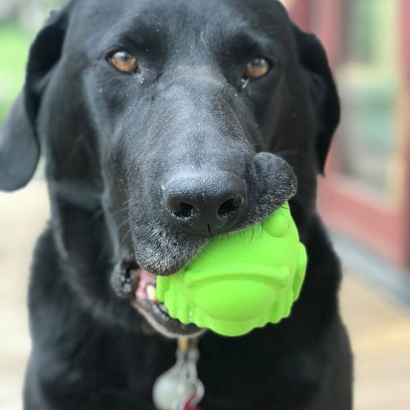 Bullfrog - Chew Toy & Treat Dispenser