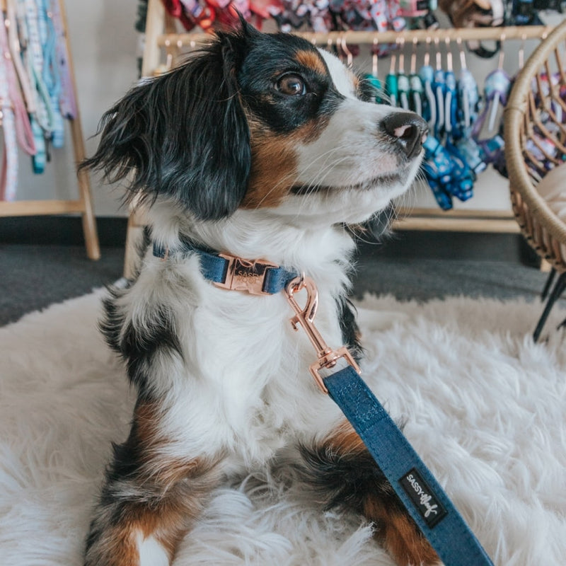 Denim' Dog Collar