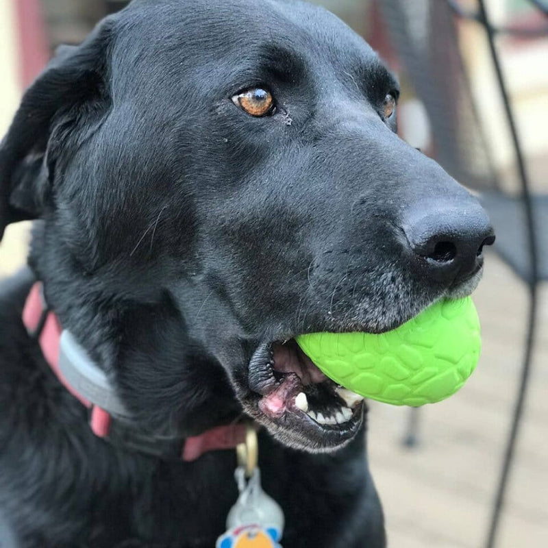 Bullfrog - Chew Toy & Treat Dispenser